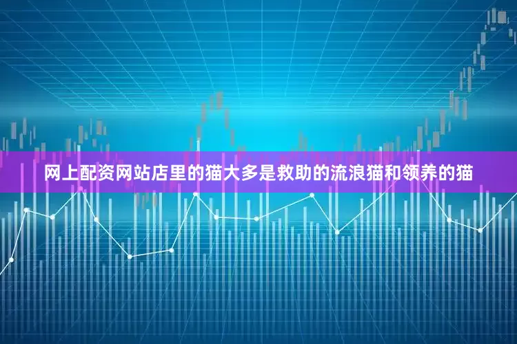 网上配资网站店里的猫大多是救助的流浪猫和领养的猫